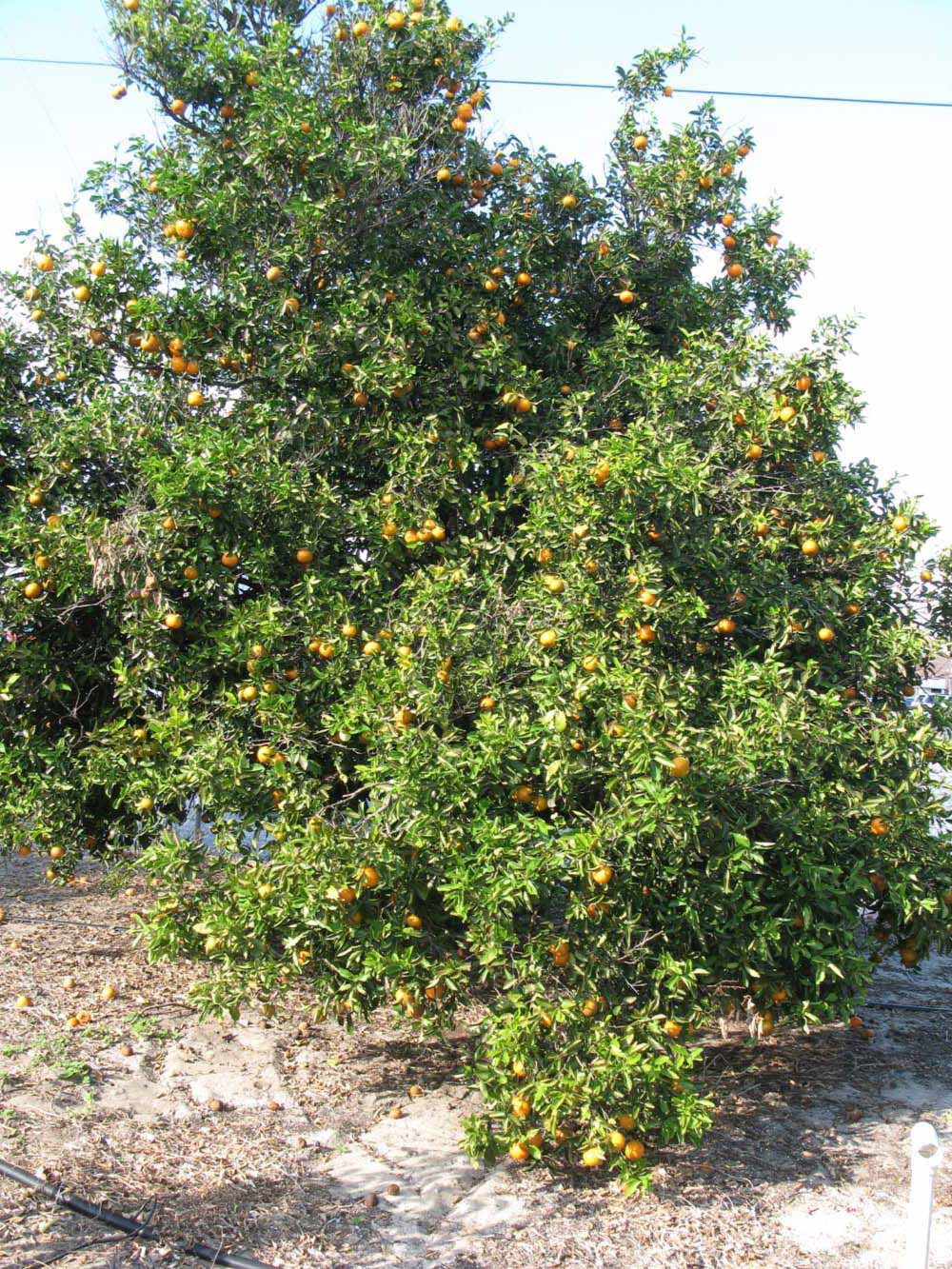              Habit (Winter Haven, FL)       